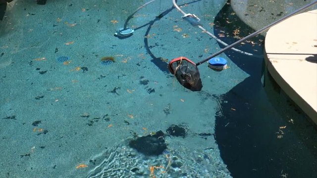 A pool worker cleans the leaves from a household backyard pool with a skimmer.  	