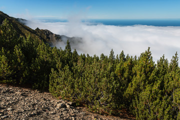 pine forest with cloud inversion