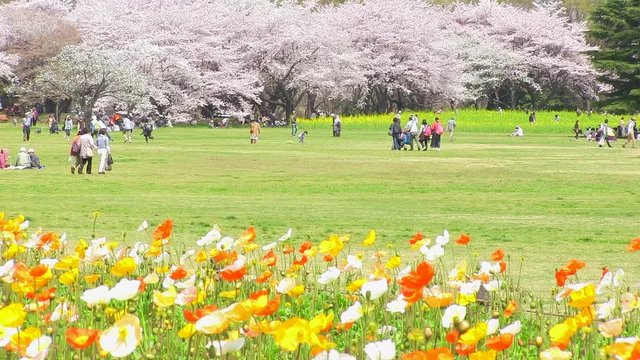桜やポピーが咲く公園