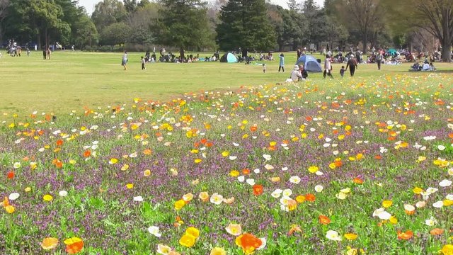 春風吹く昭和記念公園のポピー畑と人々