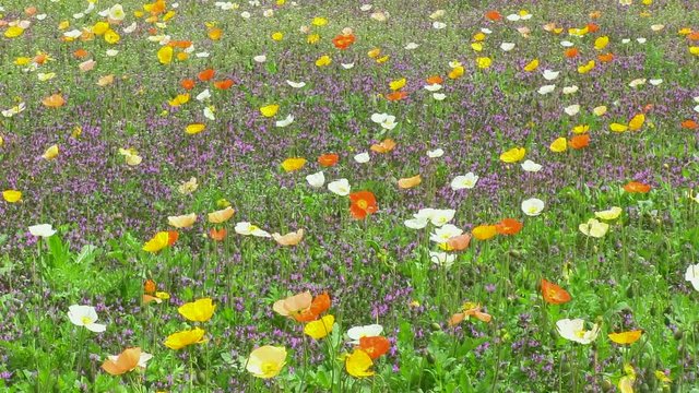 春のそよ風に揺れるポピー