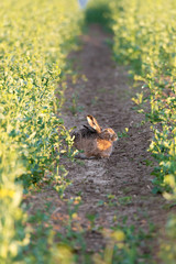 Feldhase (Lepus europaeus) Hase im Rapsfeld