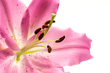 Flower, lily, close-up, macro.