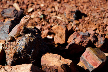 Camouflaged Monitor Lizard - Australia
