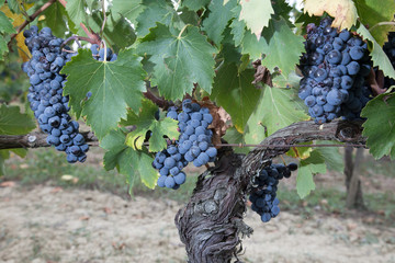 Grappoli di uva nera matura