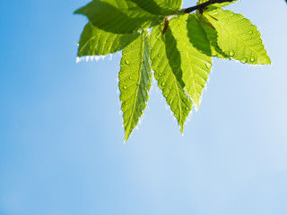 新緑のブナの葉