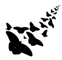 butterflies