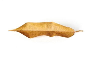 Fototapeta premium dry leaves on white background