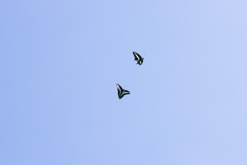 アオスジアゲハ　飛翔