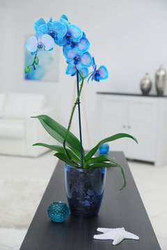 Beautiful blue orchid flower on table in the white room