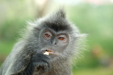 Portrait of a Silver Leaf Monkey