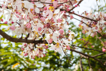 blossom branch of Pink cassia, Pink shower, Wishing tree Nature