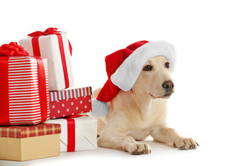 Cute Labrador dog with gift boxes isolated on white