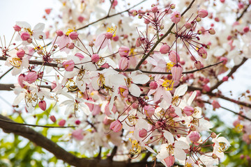 blossom branch of Pink cassia, Pink shower, Wishing tree Nature