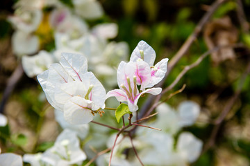 pink and white Bougainvillea flowers