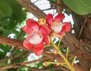 Red cannonball flower