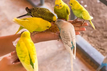 Crédence de cuisine en verre imprimé Perroquet perroquet mange des aliments sur la main des gens.