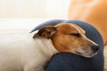 dog and owner in bed