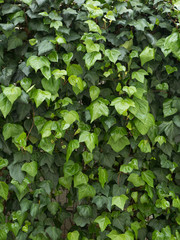 ヒラメ,ひらめ,刺身,刺し身,さしみ,お刺身,生,魚,生魚,フレッシュ,魚介類,切り身,和食,日本料理,日本食,和風,料理,クッキング,日本,お造り,平目 