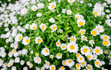 Daisy flower field inspring season.