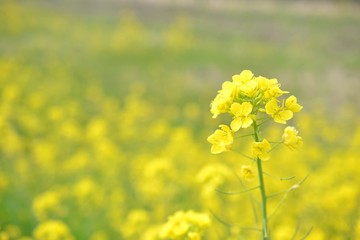 Fototapeta premium 菜の花畑