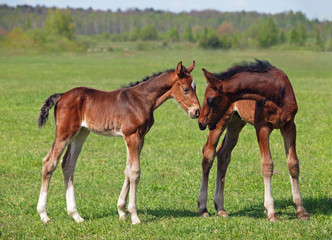 Two little foals standing on to the summer meadow 