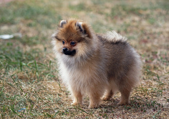 Obraz premium Exterior of Puppy Pomeranian Spitz on a natural background 
