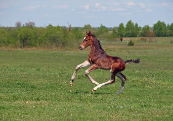 A little bay foal  hurries on a green meadow