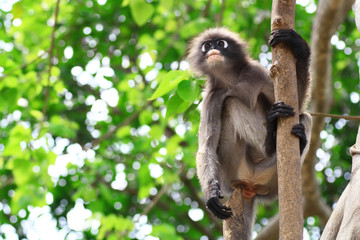 Dusky leaf monkey in Thailand