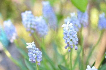 水色のムスカリ