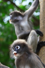 Dusky leaf monkey in Thailand