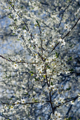 The flowers of cherry on a background of blue sky. Toning.