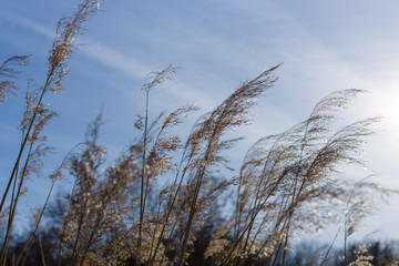 Dry grass on a background of blue sky.