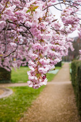 The flowers of sakura.