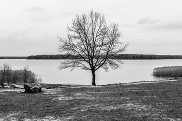Overcast day on the lake. Landscape. Black and white.