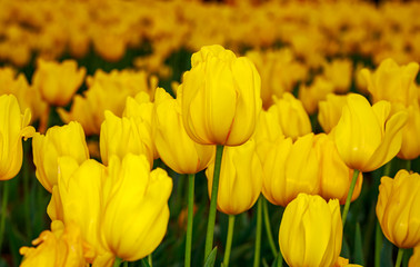 Obraz premium Blooming Tulip Flowers