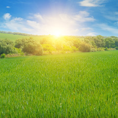 Fototapeta na wymiar wheat field and sunrise in the blue sky