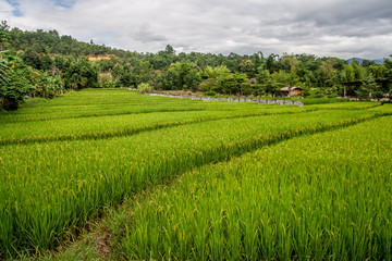 Rice field in Chiang Mai, Thailand