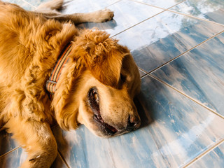 close up portrait of dog laying on the floor