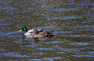 a pair of wild ducks on the lake