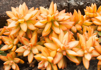 Succulent plant