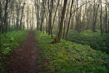 Wiosenny poranek © Mariusz Stoszewski
