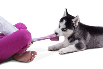 Husky puppy playing a sock