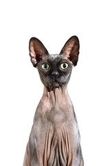 Close up portrait of a curious and surprised sphynx skinny cat with large standing ears, isolated on white background