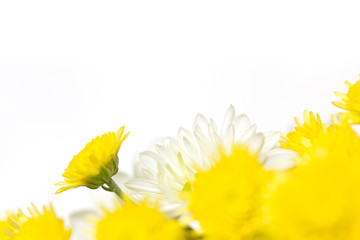 White and yellow chrysanthemums on a white background