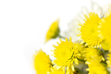 White and yellow chrysanthemums on a white background