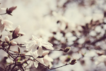 Magnolia flowers