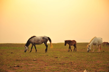 Horses in Grassland at Sunset