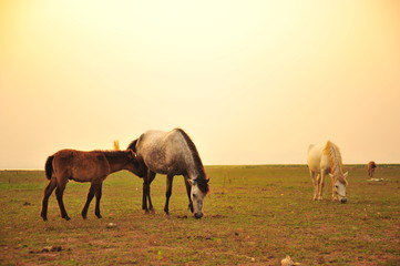 Horses in Grassland at Sunset