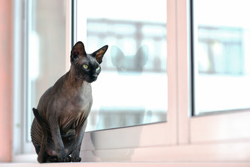 Cute sphynx hairless cat sitting like a statuette and staring in a window